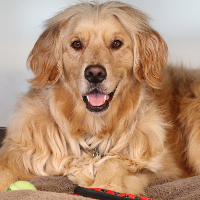CalMark-Covers-Staff-Buddy CalMark-Covers-Staff-Buddy